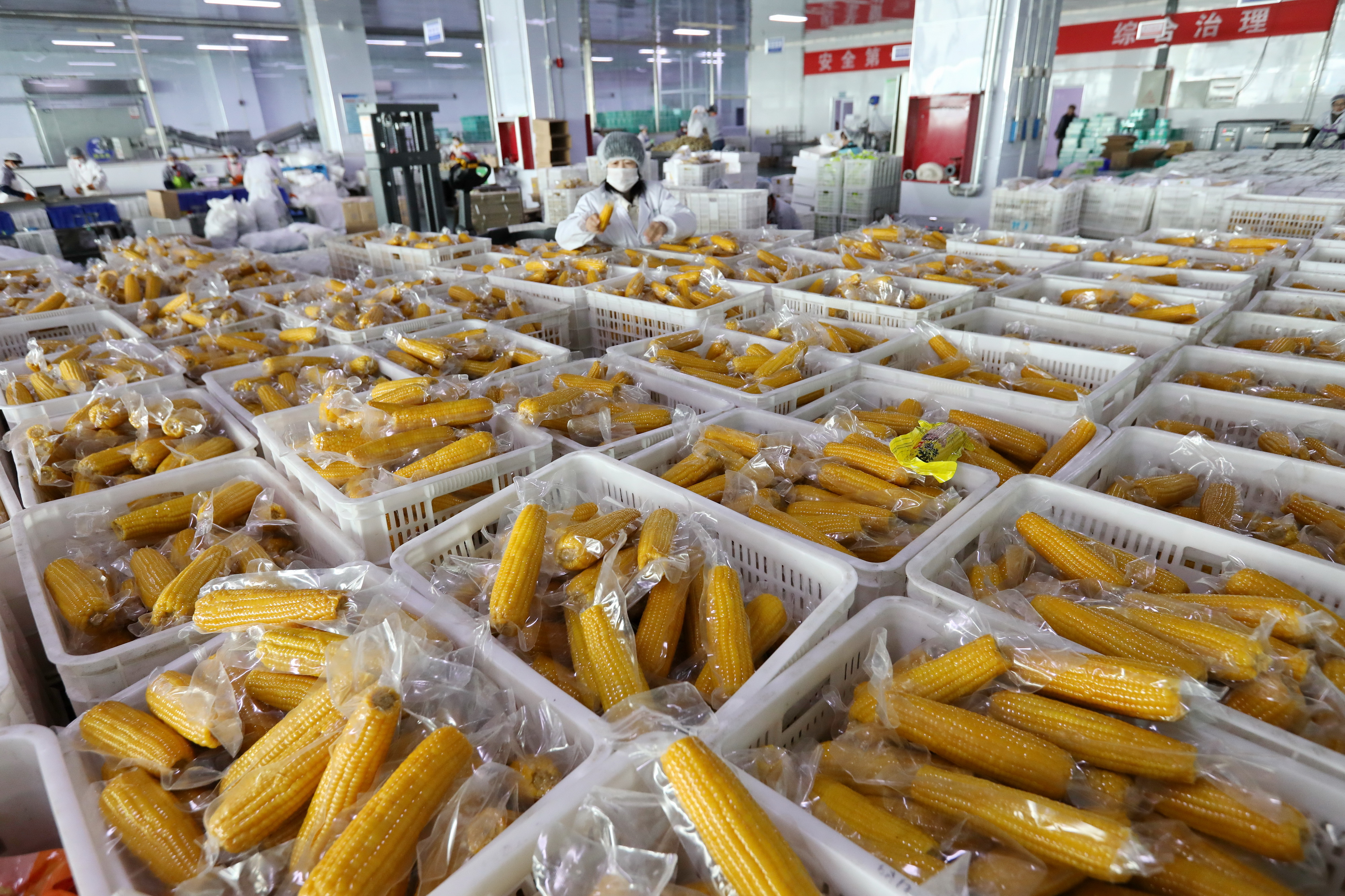 工人在分揀鮮食玉米_小營盤鎮
